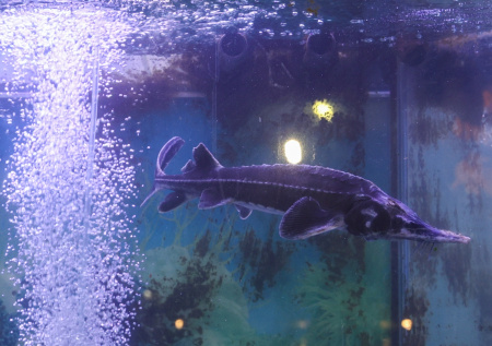 В России прикрыли онлайн-магазин краснокнижной рыбы