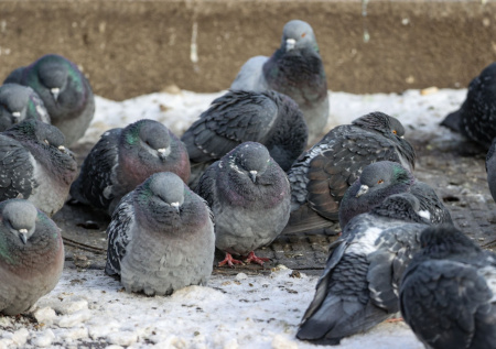 Россиянам назвали штрафы за кормление голубей у дома