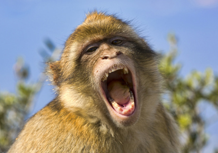 Агрессивная мартышка прокусила руку четырехлетнему ребенку