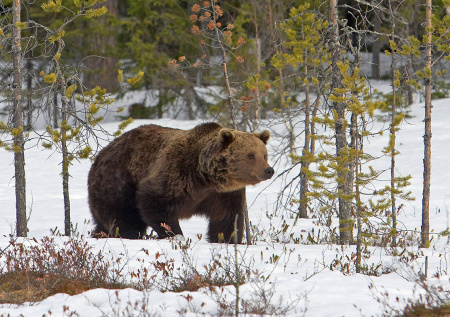 Пропавшего экс-спецназовца могли съесть под Красноярском