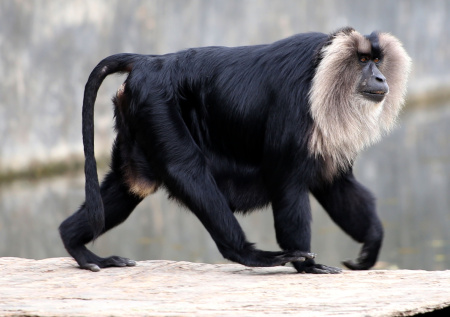 В Ленинградском зоопарке макака бросила своего детеныша