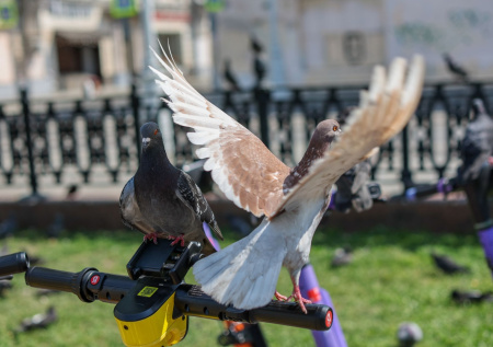 Россиянам объяснили, почему лучше не кормить голубей во дворе дома