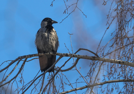 Жители многоквартирного дома пожаловались на «террор» ворон
