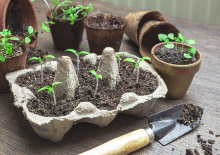 Календарь садовода на апрель: огурцы, кабачки, арбузы — сроки посева рассады