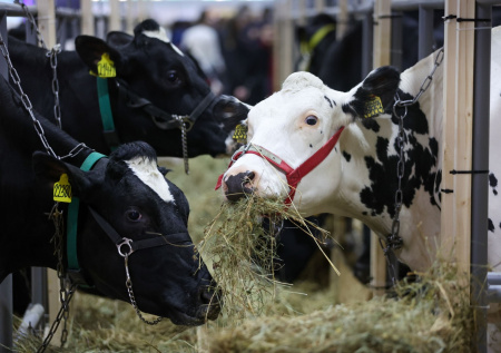 В российском регионе зафиксировали очаги бешенства