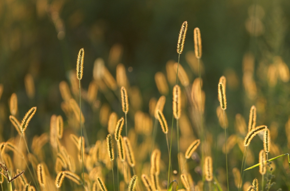 Июнь-июль: луговые травы (тимофеевка, ежа, мятлик)