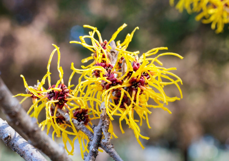 Аллерголог рассказал, как пережить цветение орешника