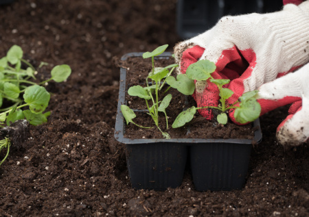 Перегной, торф и песок — готовим урожайную землю своими руками для томатов, перцев и огурцов