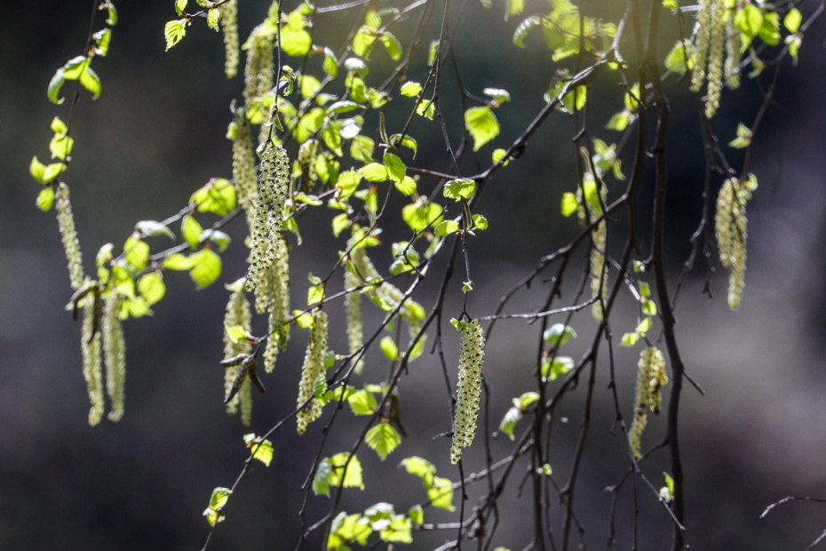 Март-апрель: ольха и орешник — первые аллергены весны