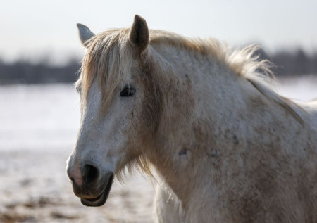 Агрессивный конь чуть не откусил руку белгородцу и заразил его инфекцией