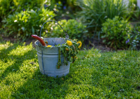 Дачникам дали советы по выращиванию газона на заброшенном участке