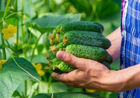 Вношу 2 ложки под куст — и огурцы плодоносят до заморозков: делюсь рецептом суперудобрения