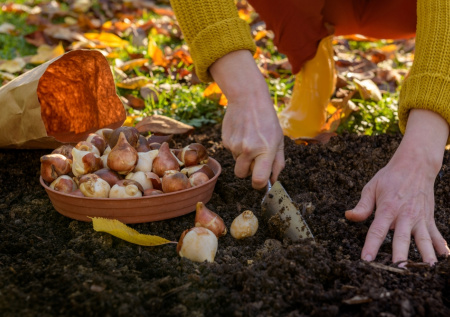 Биолог назвал неочевидный способ повысить плодородность дачного участка