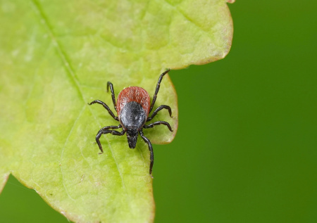 Биолог напомнила о главной опасности клещевого энцефалита