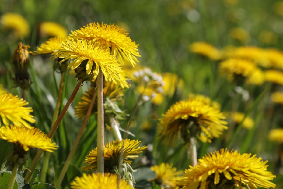 Вторая декада апреля — май: береза (самый сильный аллерген) и клен