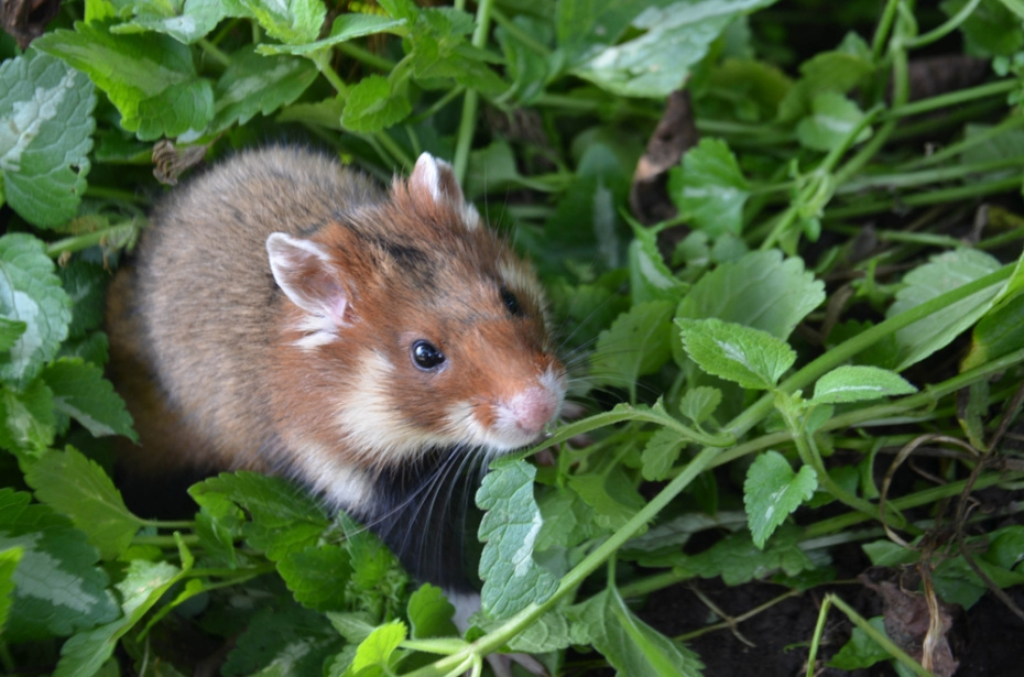 Хомяки и грызуны: уборка клетки, свежие корма, осмотр