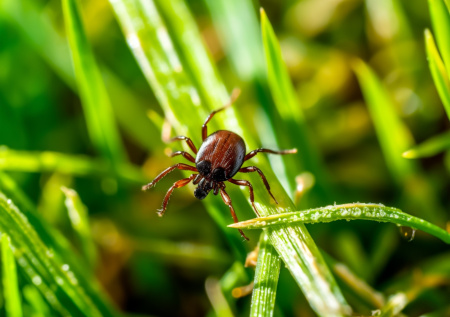 Врач рассказал, при какой температуре в лесах просыпаются клещи