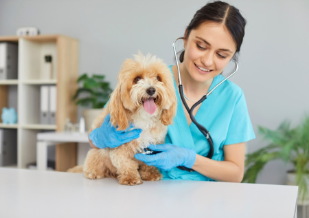 Как подготовить питомца к весне: чек-лист для ответственных владельцев