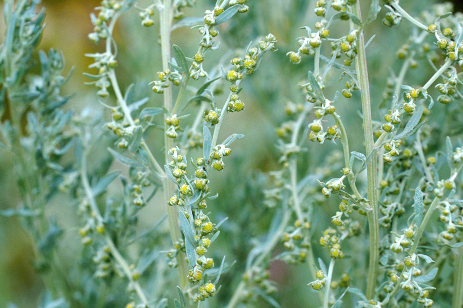 Июль — сентябрь: сорные травы (полынь, амброзия, лебеда)