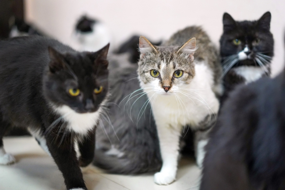Кошки: помощь при линьке, витамины, доступ к свежей траве