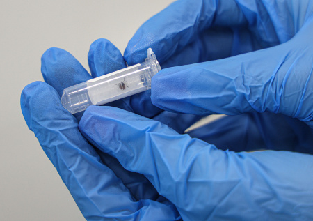 Врач перечислил необычные способы заражения клещевым энцефалитом