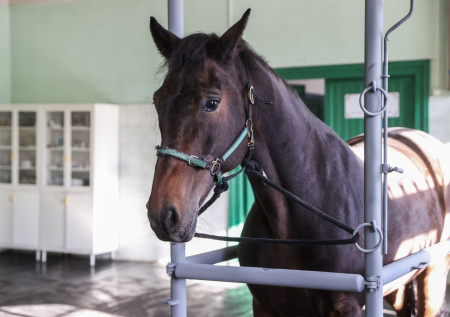 В Сочи пьяный всадник заехал в продуктовый магазин на коне