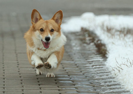 Жительнице Подмосковья пришлось лечиться от бешенства после встречи с корги