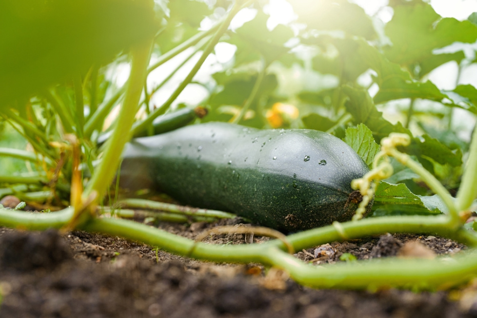 Таблица сроков созревания для регионов