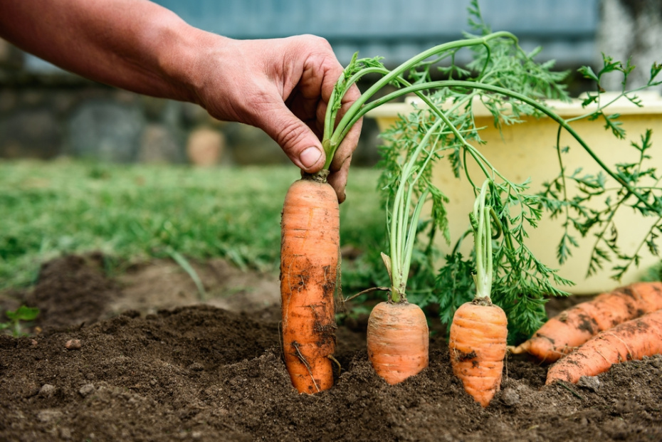 8 культур, которые можно посеять во второй половине марта и не опоздать