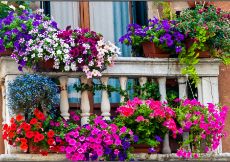 Выживают там, где петунии погибают: 5 цветов для кашпо на открытом балконе