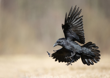 Ворона во сне: мудрость или беда? Главное о символе