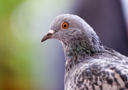 Юрист успокоил россиян насчет штрафов за кормление голубей