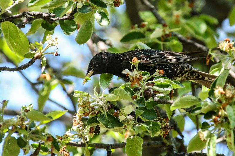Скворец на ветке дерева