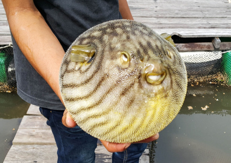 Способный перекусить металл ядовитый иглобрюх испугал рыбаков