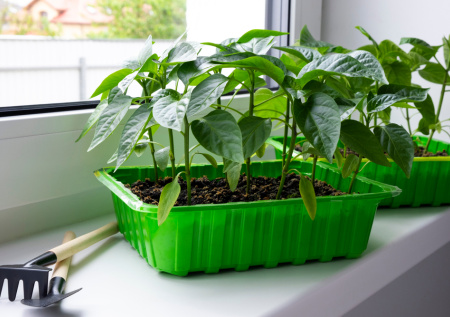 Никакой замерзшей и пожелтевшей рассады: запускаем активный рост перцев