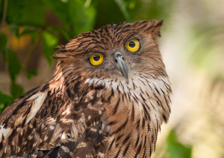 К чему снится сова женщине и мужчине: полное толкование