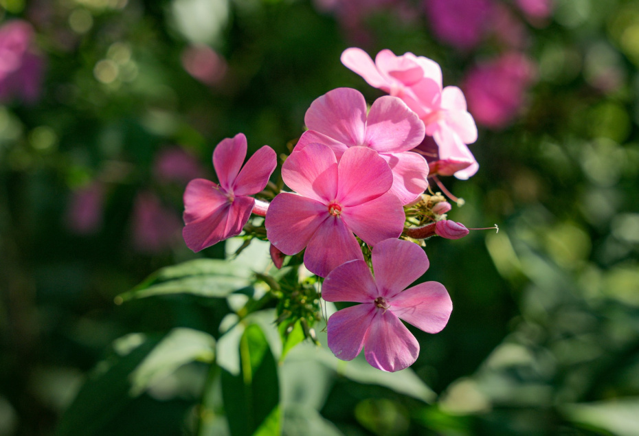 Чтобы флоксы цвели все лето: сроки посадки, лучшие сорта и расцветка