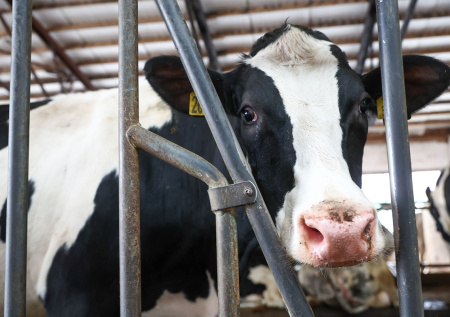 В Новосибирской области ликвидировали все очаги пастереллеза
