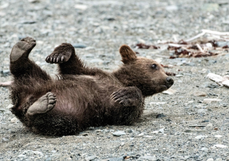 Ветеринары спасли исхудавшего до костей медвежонка-сироту