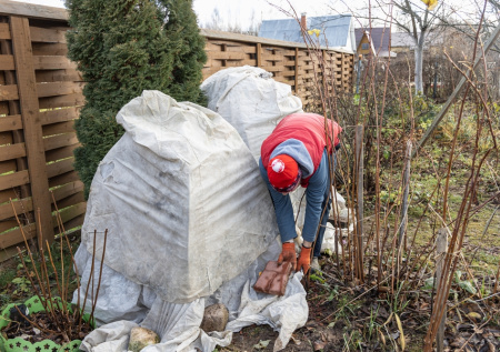 Дачникам рассказали, в какую погоду нельзя снимать укрытия с растений