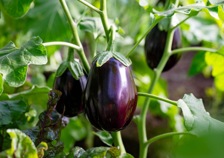 «Синенькие» без хлопот: 10 золотых правил выращивания баклажанов