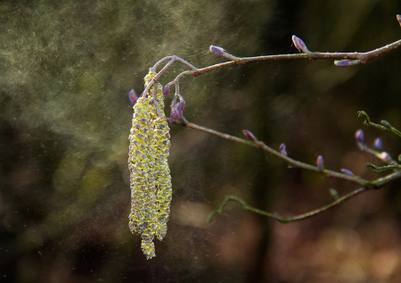 Пыльца сегодня в Москве: прогноз SILAM на 25 марта 2026 года