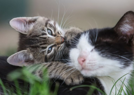 Приметы 25 марта — Феофан Проповедник: ни за что не обижайте животных