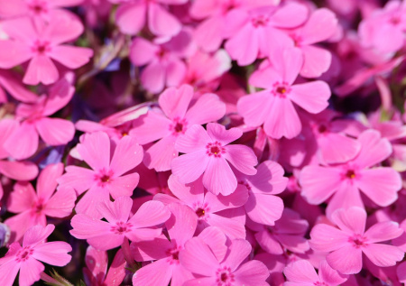 Чтобы флоксы цвели все лето: сроки посадки, лучшие сорта и расцветка