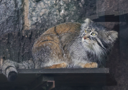 Манулам в Ленинградском зоопарке пока не удалось подружиться