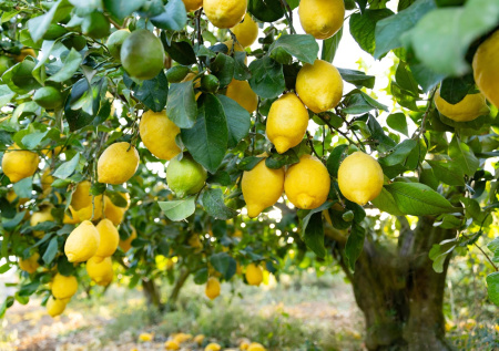 В Крыму созрел первый урожай лимонов