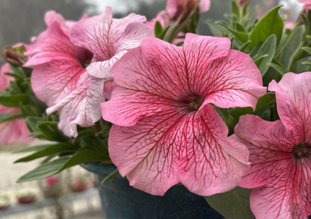 Все о петуниях: когда сажать, чем подкармливать и как добиться шапки цветов