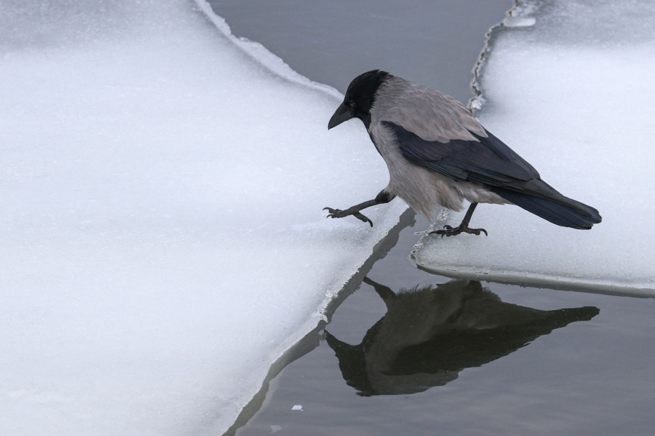 Приметы о птицах в марте