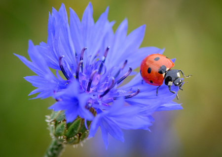 Садовод рассказала, какие цветы лучше высадить до апреля 2026 года
