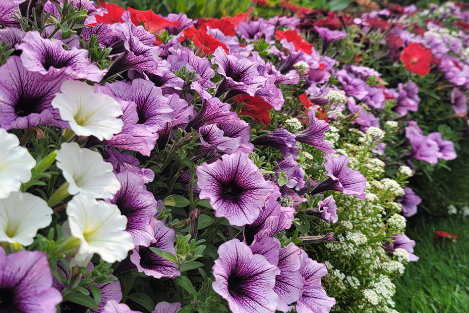 Петунии: полное руководство от посева до пышного цветения